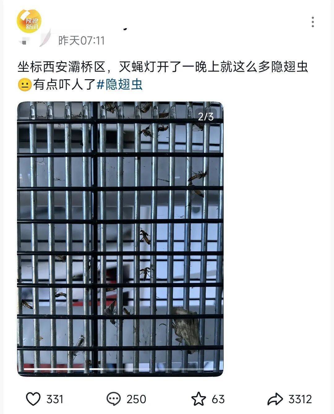 皇冠信用盘_西安多区发现隐翅虫?千万别拍皇冠信用盘!毒液堪比硫酸