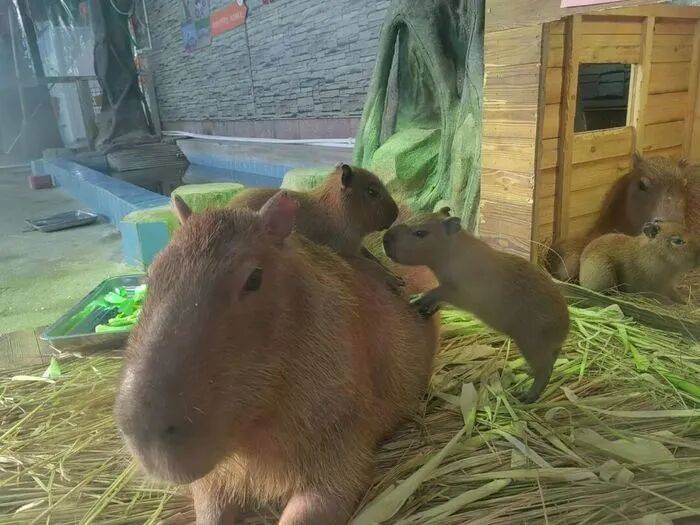 皇冠信用網APP下载_出生1小时就能独立行走皇冠信用網APP下载,济南动物园“果果”和“豚豚”的4只新生幼崽,周末和市民见面