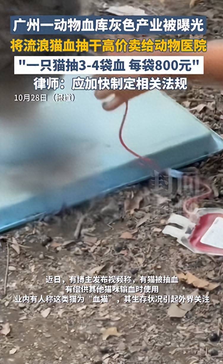 体育皇冠信用網
_广州一动物血库灰色产业被曝光体育皇冠信用網
,将流浪猫血抽干高价卖给宠物医院,律师:应加快制定相关法规