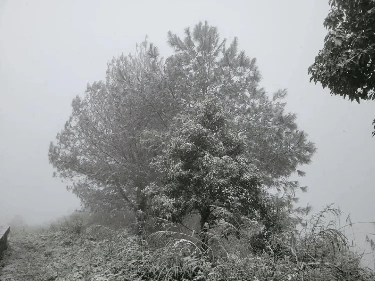 介绍个皇冠信用網网址_中心城区也下雪啦介绍个皇冠信用網网址！重庆明后天最低温仅-3℃